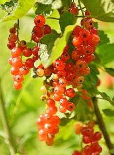 ribes, marmellata, frutta, rosso, frutti di bosco, giardino, dolce, maturo, naturale, cibo, salutare, delizioso, estate, vitamine, pianta, torta, fresco, vitamina, infornare, cibo e bevande, avvicinamento, mangiare sano, nessuno, natura, freschezza, crescita, concentrarsi sulle conoscenze acquisite, benessere, messa a fuoco selettiva, giorno, colore verde, ribes rosso, all'aperto, sorbe, 4K, CC0, dominio pubblico, privo di copyright