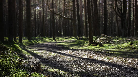 pad, Bos, zonnestralen, zonlicht, manier, natuur, landschap, bomen, dennen, fantasie, bossen, magie, schijnt door, dennenbos, stomp, romp, mos, dennennaalden, spoor, duisternis, boom, land-, fabriek, boomstam, bos-, kalmte, dag, geen mensen, richting, groei, schaduw, schoonheid in de natuur, rustige scène, buitenshuis, de weg vooruit, niet-stedelijke scène, 5K, CC0, publiek domein, royaltyvrij