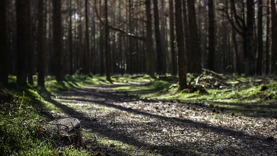 pad, Bos, zonnestralen, zonlicht, manier, natuur, landschap, bomen, dennen, fantasie, bossen, magie, schijnt door, dennenbos, stomp, romp, mos, dennennaalden, spoor, duisternis, boom, land-, fabriek, boomstam, bos-, kalmte, dag, geen mensen, richting, groei, schaduw, schoonheid in de natuur, rustige scène, buitenshuis, de weg vooruit, niet-stedelijke scène, 5K