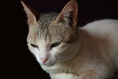 indien, pattedyr, dyr, et dyr, dyre temaer, indenlandske, kat, husdyr, indenlandske kat, kæledyr, feline, hvirveldyr, tæt på, sort baggrund, bakkenbart, ingen mennesker, dyr kropsdel, studio skud, indendørs, dyr hoved, lempelse, dyr øje, 5K, CC0, offentligt domæne, royaltyfrie
