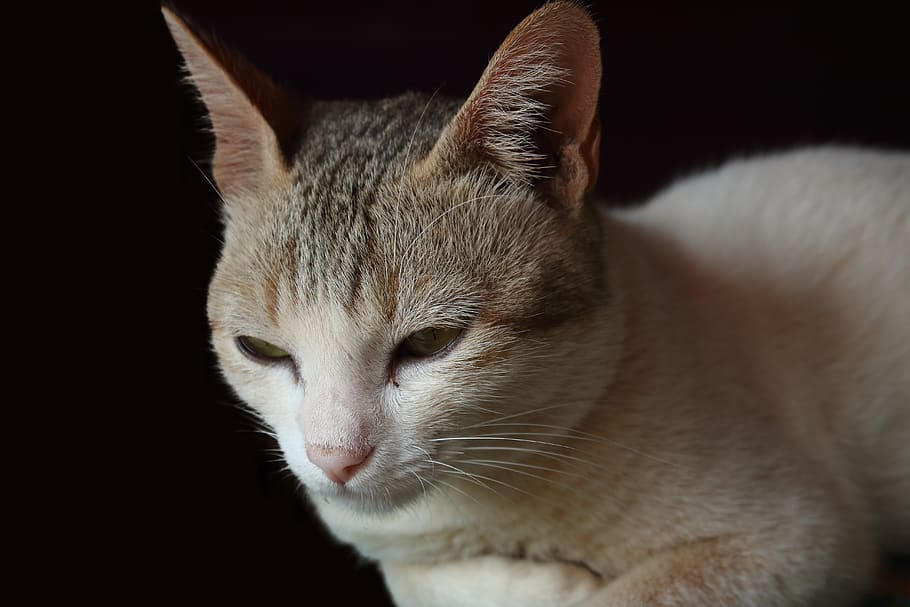 indien, pattedyr, dyr, et dyr, dyre temaer, indenlandske, kat, husdyr, indenlandske kat, kæledyr, feline, hvirveldyr, tæt på, sort baggrund, bakkenbart, ingen mennesker, dyr kropsdel, studio skud, indendørs, dyr hoved, lempelse, dyr øje, 5K