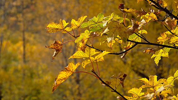 planta, hoja, árbol, arce, venas, 65 manse rd, animal, invertebrado, insecto, hoja de arce, bosque, otoño, ramita, amarillo, Nueva Zelanda, Arrowtown, retroiluminado, vistoso, dorado, parte de la planta, cambio, centrarse en primer plano, belleza en la naturaleza, naturaleza, rama, crecimiento, día, de cerca, nadie, planta floreciendo, al aire libre, flor, fragilidad, vulnerabilidad, hojas, colección de otoño, condición natural, 5K, CC0, dominio público, libre de derechos