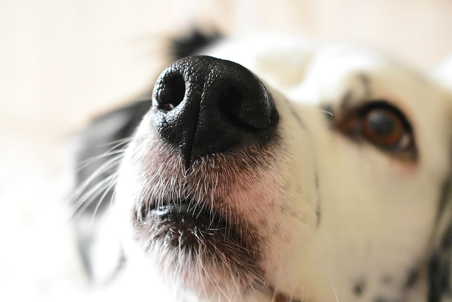 psí obličej, čenich, domácí zvíře, Pes, savec, psí, zvíře, jídlo, petlove, slunný, Pozor, šťastný, zvířat, nos, můj pes, mysunny, psí láska, kočka, venku, přístřeší, Příroda, jednoho zvířete, domácí zvířata, domácí, domácí mazlíčci, část těla zvířete, zvířecí hlavy, detail, obratlovců, nikdo, selektivní zaměření, zaměřit se na popředí, portrét, hledá, vzhlížet, zvířecí nos, vous, zvířecí oko, malý, 2K