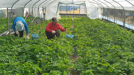 à prova de vento, ervas, legumes, trabalhos, folha, delicioso, saúde, vegetal, acompanhamento, crescimento, cor verde, estufa, plantar, pessoas reais, agricultura, trabalhando, campo, natureza, homens, dia, ocupação, agricultor, pessoas, adulto, colheita, Fazenda, mulheres, grupo de pessoas, jardinagem, ao ar livre, viveiro de plantas, 4K, CC0, domínio público, royalty free