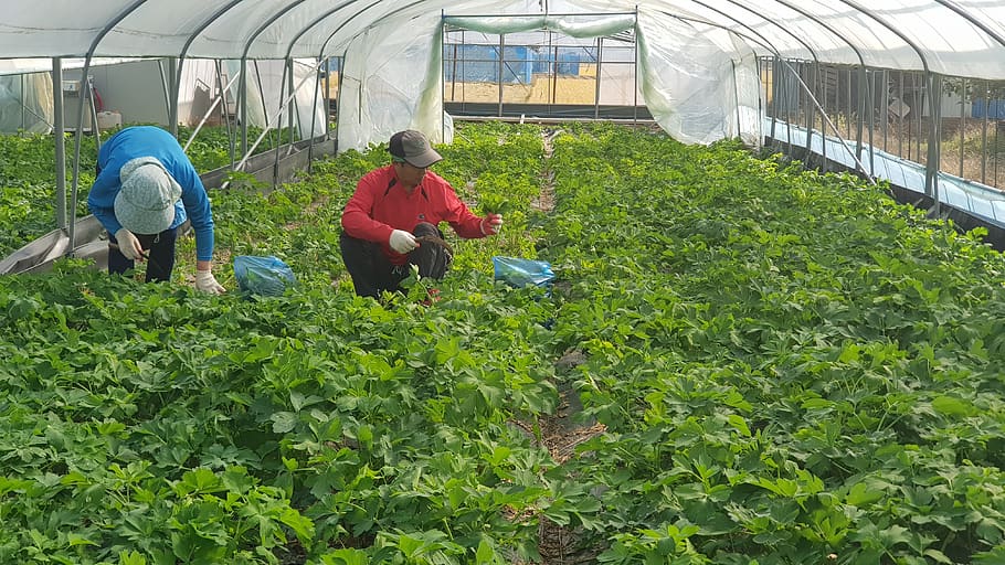 a prova de vent, herbes, verdures, treballar, full, deliciós, salut, vegetals, guarnició, creixement, color verd, hivernacle, planta, persones reals, agricultura, treball, camp, naturalesa, homes, dia, ocupació, pagès, gent, adult, cultiu, granja, dones, grup de persones, jardineria, a l'aire lliure, viver de plantes, 4K