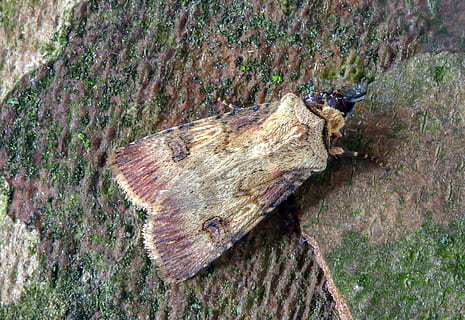 dardo en forma de lanzadera, polilla, alas, modelo, insecto, naturaleza, verano, antenas, vistoso, fauna silvestre, cerrar, negrita, árbol, planta, día, tronco de arbol, el maletero, material de madera, tierra, bosque, crecimiento, nadie, de cerca, al aire libre, texturizado, centrarse en primer plano, deforestación, madera, vista de alto ángulo, tranquilidad, Iniciar sesión, ladrar, 4K, CC0, dominio público, libre de derechos