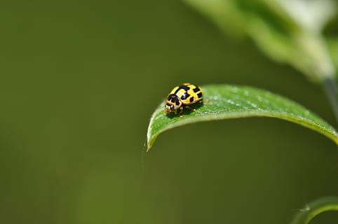 เต่าทอง, แมลง, ธรรมชาติ, ด้วง, สัตว์, ladybugs, ฤดูใบไม้ผลิ, สีเหลือง, แห่, แผ่น, ธีมสัตว์, สัตว์ป่า, สัตว์หนึ่งตัว, สัตว์ในป่า, สัตว์ที่ไม่มีกระดูกสันหลัง, ส่วนของพืช, สีเขียว, ใบไม้, ใกล้ชิด, ไม่มีคน, ปลูก, วัน, กลางแจ้ง, ความงามในธรรมชาติ, แมโคร, 4K, CC0, โดเมนสาธารณะ, ค่าลิขสิทธิ์ฟรี