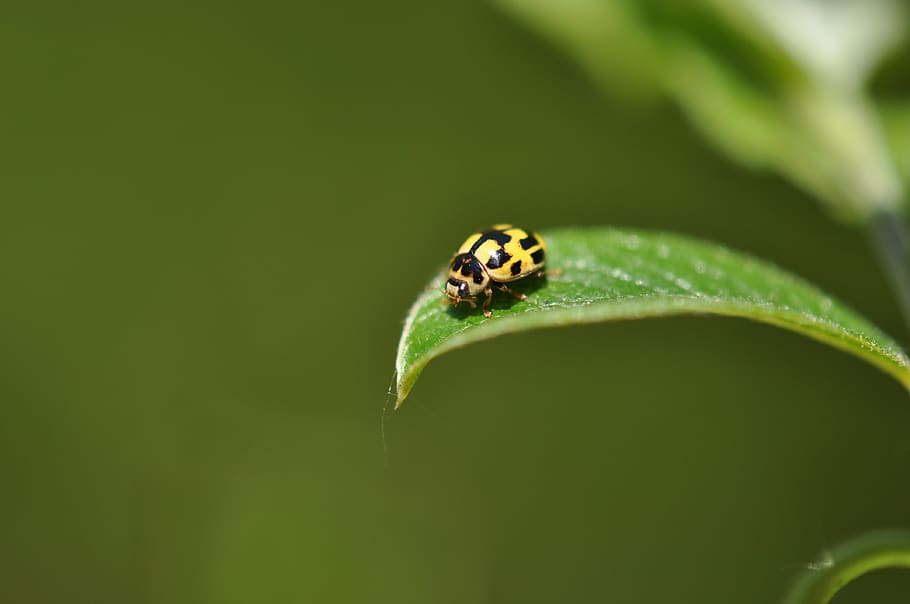 marieta, error, naturalesa, escarabat, animal, marietes, primavera, groc, es va reunir, full, fauna, temes d'animals, fauna animal, un animal, insecte, animals a la natura, invertebrat, part de la planta, color verd, primer pla, cap gent, planta, dia, a l'aire lliure, bellesa a la natura, macro, 4K