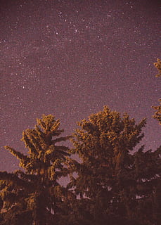 Kanada, Saskatchewan, Nacht-, Himmel, Baum, Pflanze, Stern - Raum, keine Leute, Natur, Ruhe, Wachstum, Astronomie, Schönheit in der Natur, Szenen - Natur, Platz, ruhige Szene, draußen, Flachwinkelansicht, Star, Land, Galaxis, beleuchtet, 5K, CC0, gemeinfrei, lizenzfrei