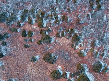 grüne Bäume, draußen, Landschaft, Natur, Pflanze, Baum, Tanne, abies, Luftaufnahme, Boden, Nadelbaum, Wildnis, Schnee, Fichte, Plateau, Land, Archäologie, Becken, Straße, Vollbild, Tag, High Angle View, keine Leute, Hintergründe, Ruhe, Wasser, Wachstum, Schönheit in der Natur, Rock, Winter, solide, Rock - Objekt, ruhige Szene, 4K, CC0, gemeinfrei, lizenzfrei