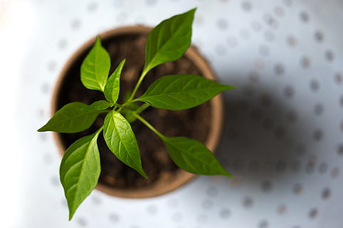 selektiv, fotografering, grøn, blad plante, Brun, gryde, aromatisk, basilikum, sløring, tæt på, dybdeskarphed, smuds, økologi, miljømæssige, frisk, friskhed, ovenfra, voksende, vækst, urt, køkken, lille, plante, jord, blad, plante del, natur, mad og drikke, direkte over, indendørs, grøn farve, mad, ingen mennesker, velvære, høj vinkel visning, sund kost, ingrediens, fokus på forgrunden, mynteblad - kulinarisk, blade, 5K, CC0, offentligt domæne, royaltyfrie