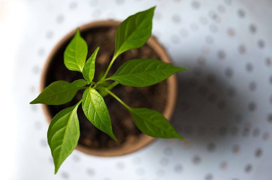 selektiv, fotografering, grøn, blad plante, Brun, gryde, aromatisk, basilikum, sløring, tæt på, dybdeskarphed, smuds, økologi, miljømæssige, frisk, friskhed, ovenfra, voksende, vækst, urt, køkken, lille, plante, jord, blad, plante del, natur, mad og drikke, direkte over, indendørs, grøn farve, mad, ingen mennesker, velvære, høj vinkel visning, sund kost, ingrediens, fokus på forgrunden, mynteblad - kulinarisk, blade, 5K