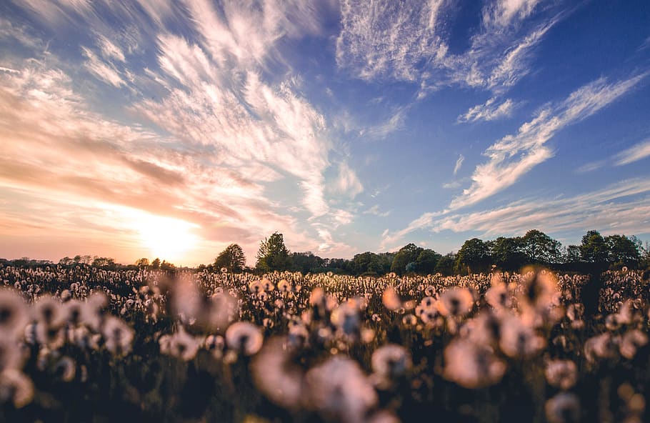 fotografia de natura, camp de flors, 4K fons de pantalla, núvols, cloudscape, cultiu, terres de cultiu, alba, la llum del dia, tarda, granja, camp, flors, creixement, paisatge, naturalesa, fons de pantalla de la natura, Polònia, cel, sol, posta de sol, arbres, fons de pantalla, núvol - cel, multitud, grup de persones, diversió, persones reals, gran grup de persones, bellesa a la natura, música, a l'aire lliure, festival de música, esdeveniment, unió, emoció, homes, cel dramàtic, planta, Festival, 4K