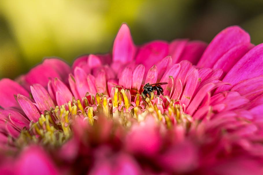flor, abella, error, tyto, macro, planta, naturalesa, planta amb flors, pètal, frescor, bellesa a la natura, color rosa, fragilitat, invertebrat, cap de flor, insecte, primer pla, creixement, vulnerabilitat, animal, fauna animal, un animal, temes d'animals, inflorescència, animals a la natura, pol·len, polinització, cap gent, a l'aire lliure, primavera, llit de flors, 5K