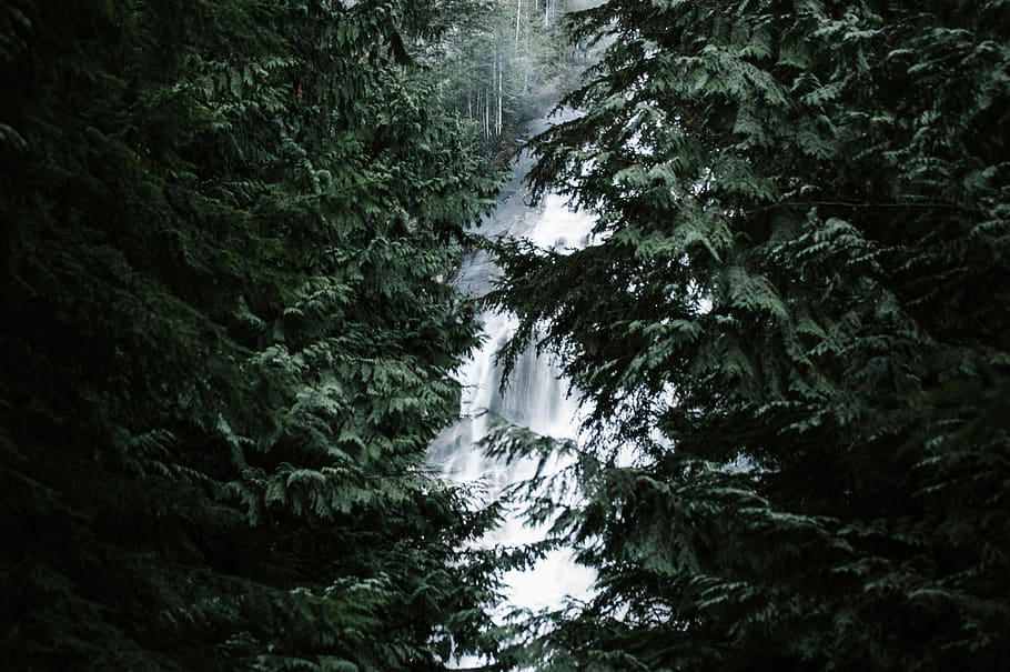 cascades, Canadà, cascada, medi ambient, bosc, naturalesa, arbres, Vancouver, boscos, arbre, planta, bellesa a la natura, creixement, escenics - natura, terra, color verd, cap gent, tranquil·litat, fullatge, exuberant fullatge, dia, vista d’angle baix, escena no urbana, exposició llarga, a l'aire lliure, moviment, aigua que flueix, selva tropical, arbre de fulla perenne, poder a la natura, que flueix, 2K