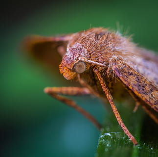papallona, lepidòpters, insecte, temes d'animals, un animal, animal, fauna animal, animals a la natura, primer pla, invertebrat, cap gent, color verd, part del cos dels animals, naturalesa, centrar-se en primer pla, enfocament selectiu, zoologia, dia, artròpode, marró, a l'aire lliure, planta, ull d’animals, cap d’animals, 2K, CC0, domini públic, lliure de regalies