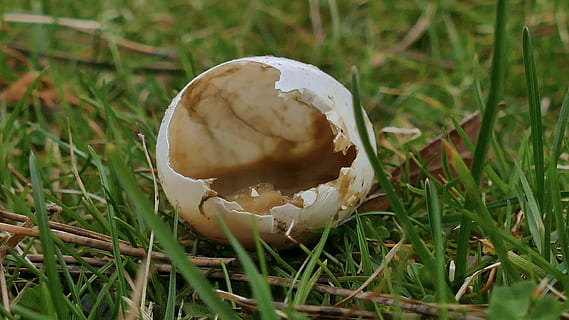 egg, chick, fugl, shell, anlegg, nærbilde, land, mat, felt, gress, ingen folk, dag, natur, dyreskall, grønn farge, dyreliv, dyr, dyre temaer, utendørs, mat og Drikke, hvit farge, dyr i naturen, sopp, 5K, CC0, offentlig domene, opphavsrett gratis