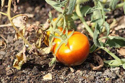 tomato, why, field, vegetable, matures, orange, food, food and drink, leaf, plant part, growth, nature, plant, land, no people, day, agriculture, freshness, healthy eating, close-up, fruit, outdoors, high angle view, 2K, CC0, public domain, royalty free