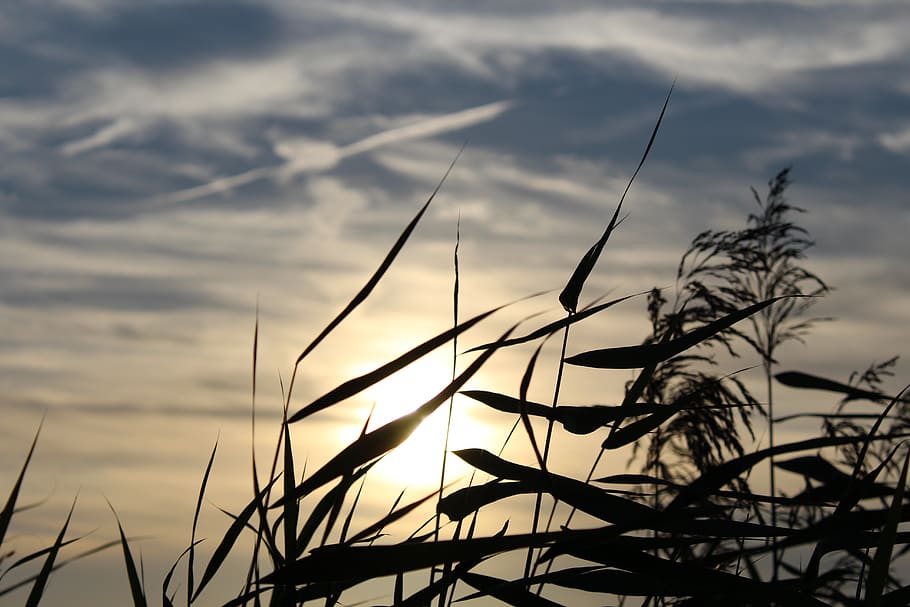 silhouette foglia vegetale, tramonto, nuvole, erba, cielo, pianta, nuvola - cielo, crescita, bellezza nella natura, la tranquillità, natura, nessuno, concentrarsi sulle conoscenze acquisite, avvicinamento, silhouette, scenics - natura, scena tranquilla, all'aperto, terra, giorno, campo, luce del sole, erba di coda di topo, filo d'erba, gambo, 5K