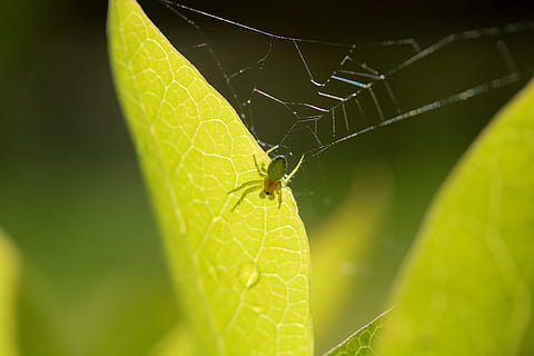 aranya, web, full, insecte, macro, naturalesa, invertebrat, animal, temes d'animals, fauna animal, animals a la natura, un animal, primer pla, part de la planta, enfocament selectiu, aràcnids, teranyina, artròpode, color verd, supervivència, cap gent, dia, a l'aire lliure, cames d’animal, 5K, CC0, domini públic, lliure de regalies