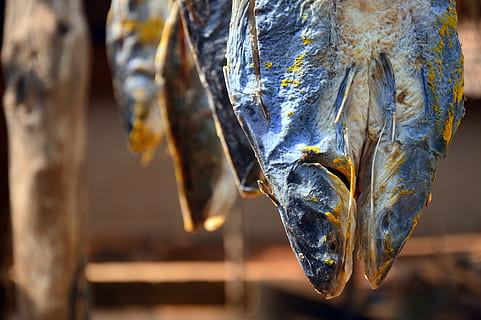 tørret fisk, dyr, fisk, hav liv, sild, sardin, udendørs, is, natur, aluminium, coho, tunfisk, fossil, sne, istap, vinter, vand, akvatiske, angelfish, bukser, tøj, hængende, fokus på forgrunden, tæt på, ingen mennesker, dag, fisk og skaldyr, hvirveldyr, mad og drikke, ekstrem nærbillede, selektiv fokusering, dyr kropsdel, skønhed i naturen, Kunst og håndværk, træ - materiale, friskhed, smeltning, 5K, CC0, offentligt domæne, royaltyfrie