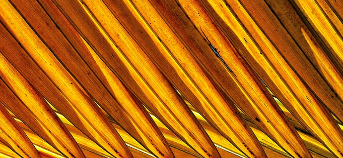 palmell, planta, textures, patrons, madura, diagonal, tròpic, fons, marc complet, groc, patró, cap gent, primer pla, metall, textura, resum, material de fusta, dia, a l'aire lliure, color taronja, naturalesa, llum solar, marró, ratlles, repetició, full, ferro, fulla de palma, aliatge, 4K, CC0, domini públic, lliure de regalies