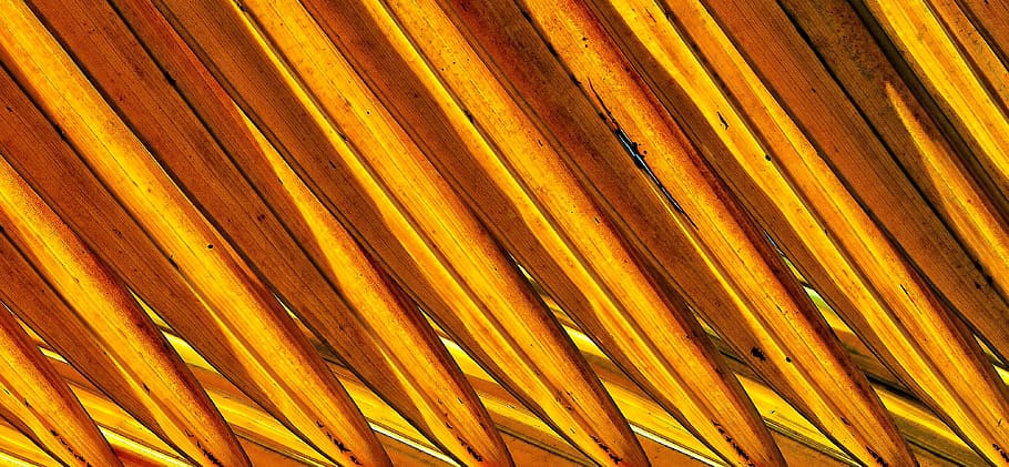 palmell, planta, textures, patrons, madura, diagonal, tròpic, fons, marc complet, groc, patró, cap gent, primer pla, metall, textura, resum, material de fusta, dia, a l'aire lliure, color taronja, naturalesa, llum solar, marró, ratlles, repetició, full, ferro, fulla de palma, aliatge, 4K