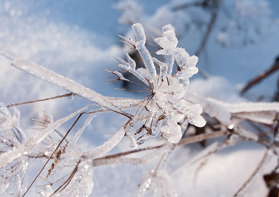 vinter, is, sne, kold, Frosset, frost, eiskristalle, natur, vinterlige, isnende, isblomster, plante, kold temperatur, skønhed i naturen, skrøbelighed, hvid farve, tæt på, fokus på forgrunden, sårbarhed, dag, ro, ingen mennesker, afdeling, vækst, ekstremt vejr, udendørs, død plante, snestorm, visnet plante, 2K
