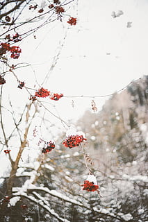runde rote Frucht, Natur, draußen, Eis, Schnee, Pflanze, Frost, Winter, Blatt, Wetter, Kirsche, Obst, Lebensmittel, Vogel, Tier, Jay, Blue Jay, Kardinal, Eiszapfen, Sturm, blühen, kalte Temperatur, gesundes Essen, Frische, Baum, Essen und Trinken, Schönheit in der Natur, Beerenfrucht, keine Leute, rot, Tag, Fokus auf den Vordergrund, Ast, Wachstum, Vogelbeere, reif, Kirschbaum, 5K, CC0, gemeinfrei, lizenzfrei