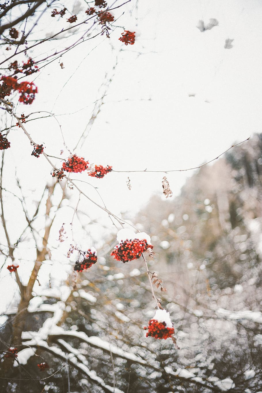runde rote Frucht, Natur, draußen, Eis, Schnee, Pflanze, Frost, Winter, Blatt, Wetter, Kirsche, Obst, Lebensmittel, Vogel, Tier, Jay, Blue Jay, Kardinal, Eiszapfen, Sturm, blühen, kalte Temperatur, gesundes Essen, Frische, Baum, Essen und Trinken, Schönheit in der Natur, Beerenfrucht, keine Leute, rot, Tag, Fokus auf den Vordergrund, Ast, Wachstum, Vogelbeere, reif, Kirschbaum, 5K
