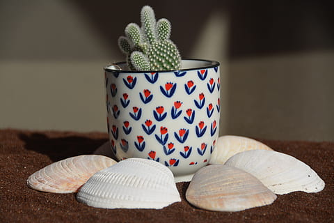 cacto, Concha, areia, Castanho, dentro de casa, fechar-se, ninguém, padronizar, ainda vida, focar em primeiro plano, mesa, comida e bebida, recipiente, arte e Artesanato, foco seletivo, frescura, natureza, visto, vermelho, representação animal, Comida, decoração, criatividade, estampa floral, 5K, CC0, domínio público, royalty free