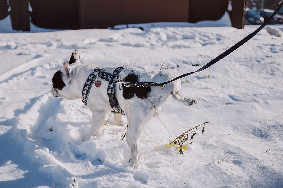 adulto a corto strato, bianca, nero, cane, imbracatura, superiore, la neve, freddo, luce del giorno, guinzaglio per cani, brina, gelido, congelato, ghiaccio, paesaggio, mammifero, natura, panoramico, stagione, tempo metereologico, inverno, temperatura fredda, canino, Colore bianco, animale, un animale, temi animali, domestico, animali domestici, giorno, vertebrato, nessuno, campo, guinzaglio, Jack Russell Terrier, 4K