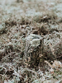 hnědý kmen stromu, venku, led, Příroda, přízemní, pařez, mráz, sníh, rostlina, houba, krystal, půda, tarantule, bezobratlý, zvíře, pavoukovec, pavouk, hmyz, mech, obilí, vyrobit, nikdo, přistát, selektivní zaměření, den, detail, pole, zaměřit se na popředí, strom, tráva, dřevo - materiál, klid, vysoký úhel pohledu, suchý, špína, krajina, růst, texturou, 8K, CC0, veřejná doména, bez autorských práv