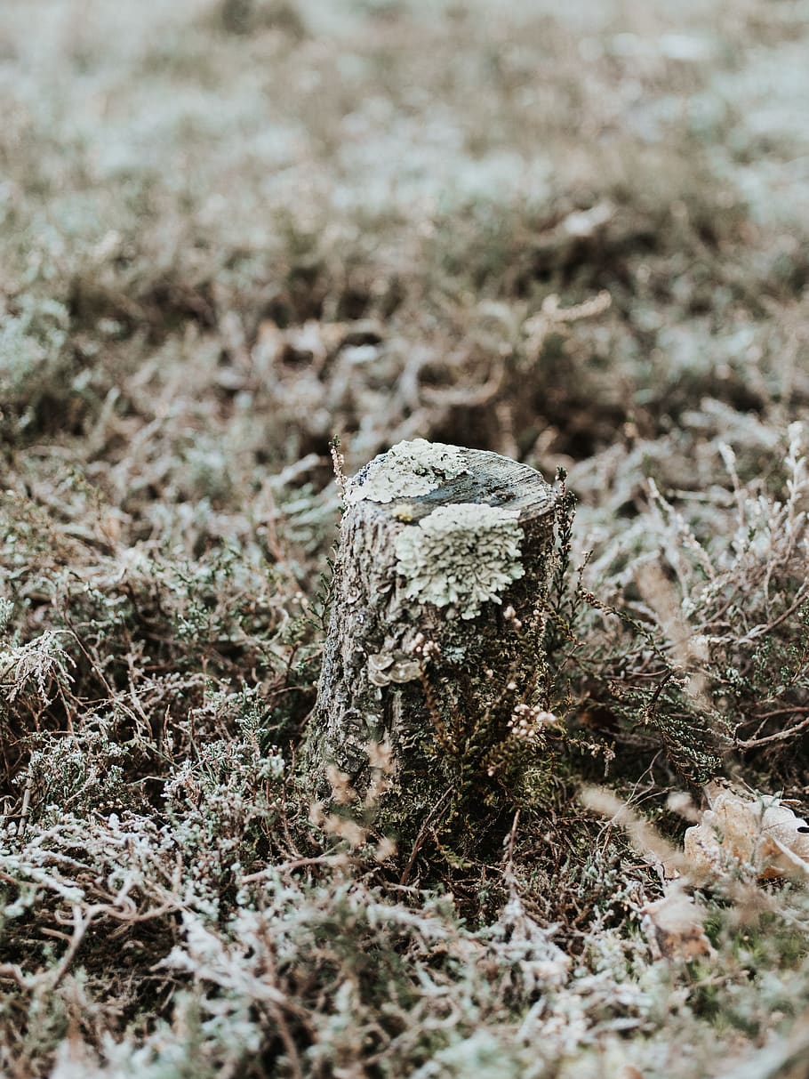 hnědý kmen stromu, venku, led, Příroda, přízemní, pařez, mráz, sníh, rostlina, houba, krystal, půda, tarantule, bezobratlý, zvíře, pavoukovec, pavouk, hmyz, mech, obilí, vyrobit, nikdo, přistát, selektivní zaměření, den, detail, pole, zaměřit se na popředí, strom, tráva, dřevo - materiál, klid, vysoký úhel pohledu, suchý, špína, krajina, růst, texturou, 8K