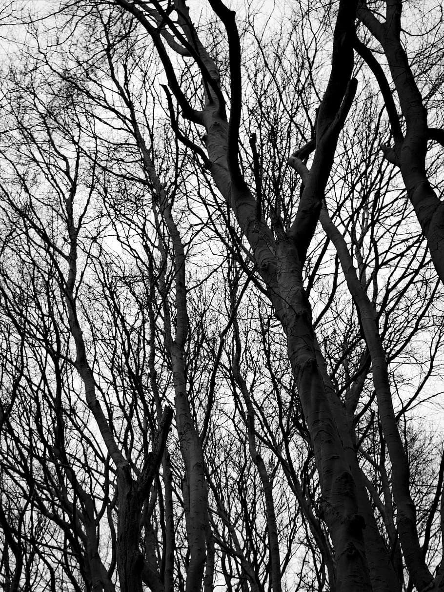 planta, arbre, tronc de l'arbre, bosc, llum, resum, negre, canviant d'humor, vivent, forboding, arrogant, imposant, immens, por, formidable, arbres, hivern, blanc, boirina, gran, branca, cap gent, vista d’angle baix, tronc, tranquil·litat, naturalesa, cel, arbre nu, dia, creixement, a l'aire lliure, bellesa a la natura, fons, silueta, terra, marc complet, copa de l'arbre, 4K
