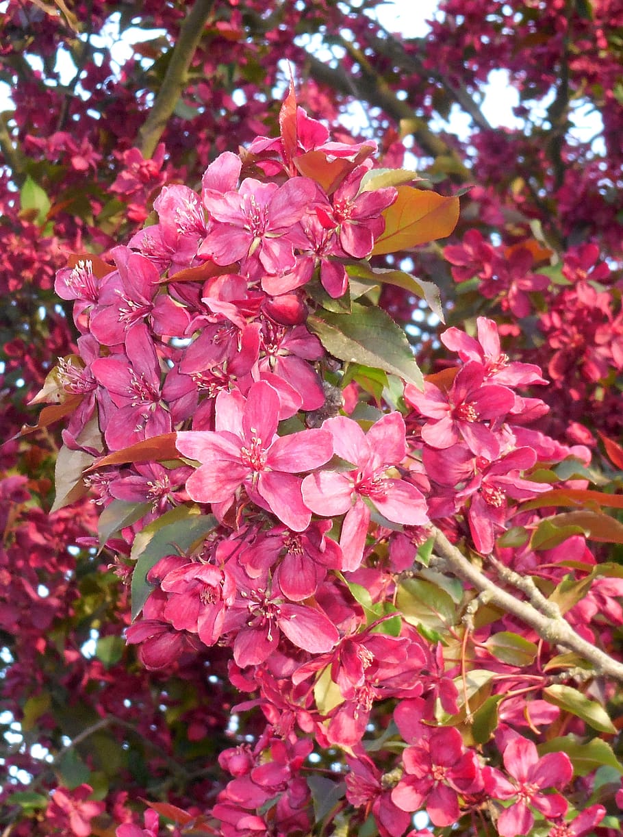 primavera, fiore, albero di mele, malus, viola, giardino, pianta fiorita, pianta, colore rosa, crescita, freschezza, bellezza nella natura, fragilità, vulnerabilità, petalo, avvicinamento, albero, nessuno, natura, giorno, fiorire, infiorescenza, concentrarsi sulle conoscenze acquisite, testa di fiore, all'aperto, un mazzo di fiori, lilla, fiore di ciliegio, 2K