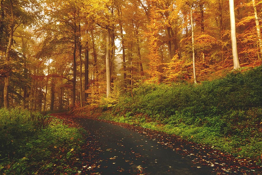Weg, Pfad, Wald, Bäume, Gras, Natur, Blätter, Herbst, fallen, Baum, Pflanze, Land, der Weg nach vorn, Richtung, Schönheit in der Natur, Ruhe, Wachstum, ruhige Szene, Veränderung, Szenen - Natur, Straße, Fußweg, Tag, keine Leute, Nicht-städtische Szene, draußen, 5K