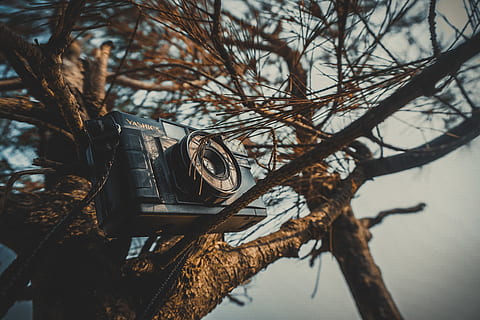 nero, fotocamera mirrorless, albero, rami, telecamera, colori, luce del giorno, giorno, ambiente, natura, panoramico, tronco d'albero, ramo, pianta, albero nudo, concentrarsi sulle conoscenze acquisite, nessuno, all'aperto, tronco, messa a fuoco selettiva, avvicinamento, cielo, acqua, crescita, bellezza nella natura, tecnologia, riflessione, 5K, CC0, dominio pubblico, privo di copyright