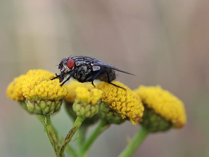volar, primer pla, macro, ulls, ulls compostos, flor, florir, insecte, invertebrat, temes d'animals, fauna animal, animal, animals a la natura, planta amb flors, un animal, groc, vulnerabilitat, fragilitat, planta, bellesa a la natura, ala dels animals, pètal, cap de flor, enfocament selectiu, creixement, cap gent, a l'aire lliure, polinització, pol·len, lantana, 4K, CC0, domini públic, lliure de regalies