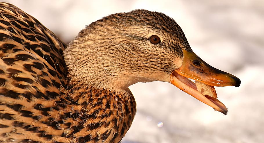 and, gråand, spise, brød, sne, vinter, kold, farverig, vand fugl, and-fugl, natur, væsen, kvindelig mandarin, regning, kvinde, tæt på, dyre temaer, dyr, dyreliv, dyr i naturen, et dyr, fugl, hvirveldyr, fokus på forgrunden, dyr kropsdel, næb, ingen mennesker, sidebillede, dag, udendørs, fjerkræ, dyr hoved, profilvisning, 4K