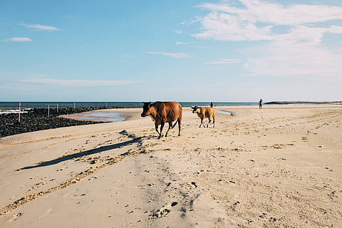 dwa, brązowy, krowy, plaża, osoba, człowiek, bydło, zwierzę, ssak, byk, krowa, ziemia, na dworze, Natura, piasek, koń, krowa mleczna, Angus, drewno, wół, Droga, skóra, gleba, przemówił, zwierzęta domowe, krajowy, wylądować, niebo, tematy zwierzęce, żywy inwentarz, kręgowiec, chmura - niebo, morze, horyzont, grupa zwierząt, piękno natury, horyzont nad wodą, roślinożerny, żadnych ludzi, 4K, CC0, domena publiczna, darmowe zdjęcia