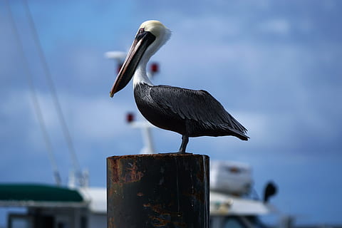 Marrone, nero, uccello, di legno, inviare, barca, bacino, uccello marino, ponte, occhio, ala, becco, uccello acquatico, pellicano, arroccato, all'aperto, natura, blu, cielo blu, poca profondità di campo, solo, animale singolo, mare, animale, pellicano bruno, acqua, costa, cielo, uccello di mare, spiaggia, nessuno, porto, 5K, CC0, dominio pubblico, privo di copyright