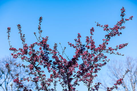 pen kirsebærblomst, anlegg, himmel, vekst, lav vinkel visning, skjønnhet i naturen, tre, natur, ingen folk, klar himmel, dag, blomstrende plante, gren, blomst, skjørhet, blå, rosa farge, friskhet, blomstre, utendørs, sårbarhet, våren, kirsebærblomst, 5K, CC0, offentlig domene, opphavsrett gratis