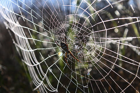 ragno, ragnatela, Rete, rugiada, Guazza, gocce di rugiada sul web, natura, immagine originale, fragilità, concentrarsi sulle conoscenze acquisite, avvicinamento, vulnerabilità, modello naturale, aracnide, artropodo, temi animali, animale, nessuno, giorno, invertebrato, un animale, complessità, intrappolati, fauna selvatica, bellezza nella natura, all'aperto, web, 4K, CC0, dominio pubblico, privo di copyright