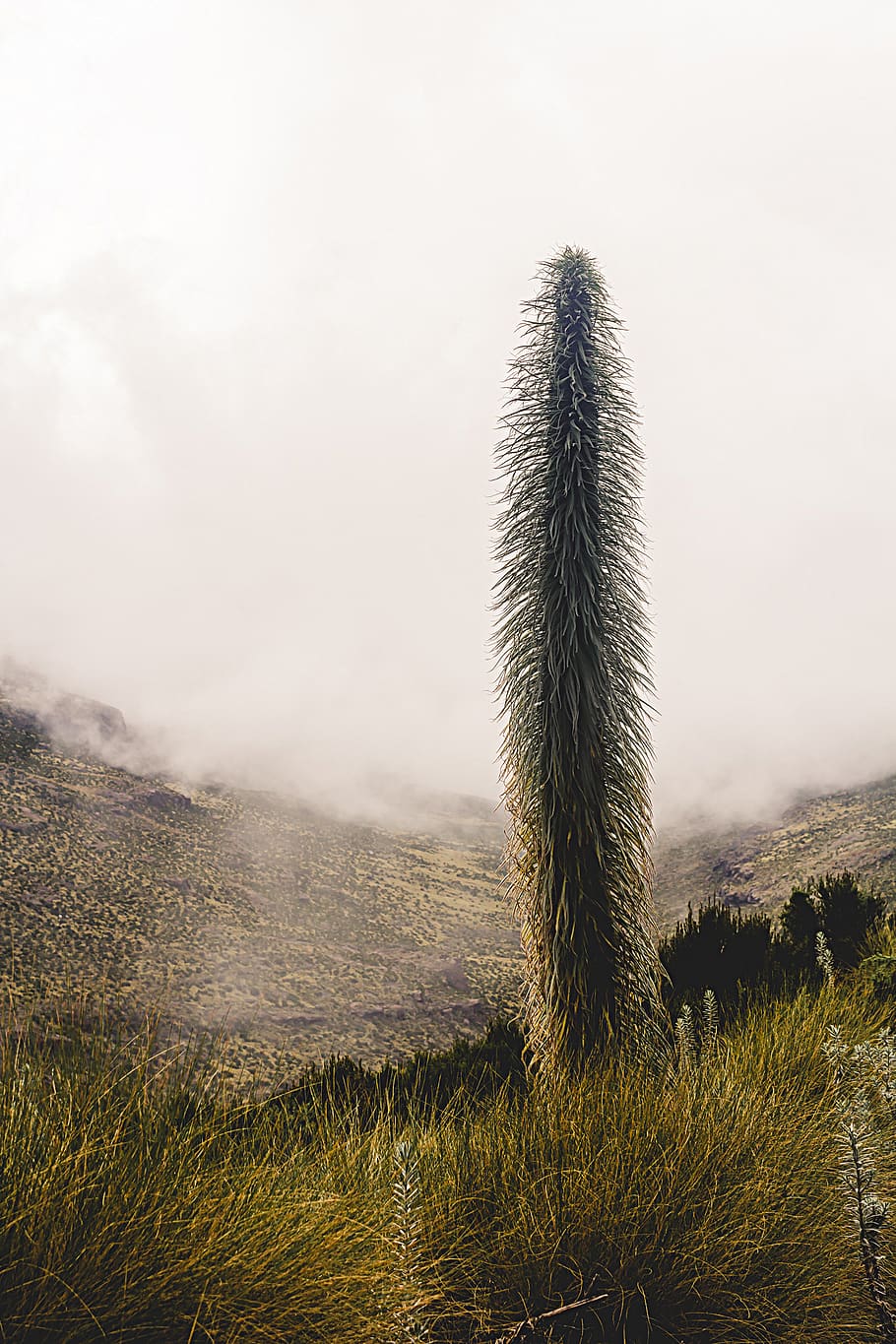 Kenya, muntar Kenya, planta, bellesa a la natura, naturalesa, cel, tranquil·litat, creixement, escenics - natura, paisatge, herba, medi ambient, terra, escena tranquil·la, cap gent, escena no urbana, dia, muntanya, planta suculenta, cactus, remot, camp, a l'aire lliure, ecosistema, clima, 1080P