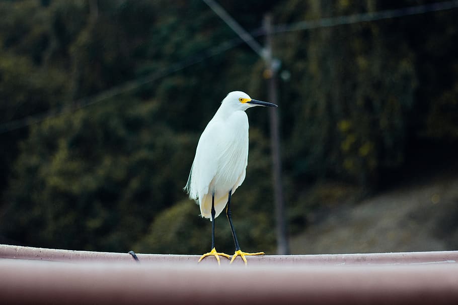 pássaro guindaste branco, garça, pássaro, bico, pena, animal, ardeidae, aves aquáticas, branco, pescador, caule, animais selvagens, natureza, asa, pássaro guindaste, cabeça, Águia, temas animais, animais em estado selvagem, vertebrado, um animal, empoleirar, focar em primeiro plano, corrimão, ninguém, dia, ao ar livre, arquitetura, comprimento total, parte do corpo animal, beleza na natureza, fechar-se, 2K