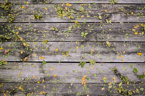 plant, deck, texture, plank, leaf, fall, flower, wall, green, reflection, autumn, full frame, backgrounds, wood - material, textured, pattern, no people, old, weathered, day, plant part, wall - building feature, outdoors, rough, architecture, nature, built structure, high angle view, wood, deterioration, 2K, CC0, public domain, royalty free