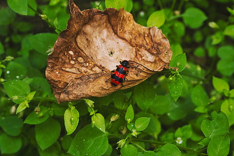 escarabat, full, bosc, insecte, naturalesa, macro, vermell, primer pla, medi ambient, verd, animals, tardor, primavera, pedra, coccinellidae, part de la planta, animals a la natura, planta, temes d'animals, fauna animal, animal, invertebrat, un animal, color verd, bellesa a la natura, papallona - insecte, ala dels animals, dia, cap gent, creixement, a l'aire lliure, fulles, papallona, 4K, CC0, domini públic, lliure de regalies