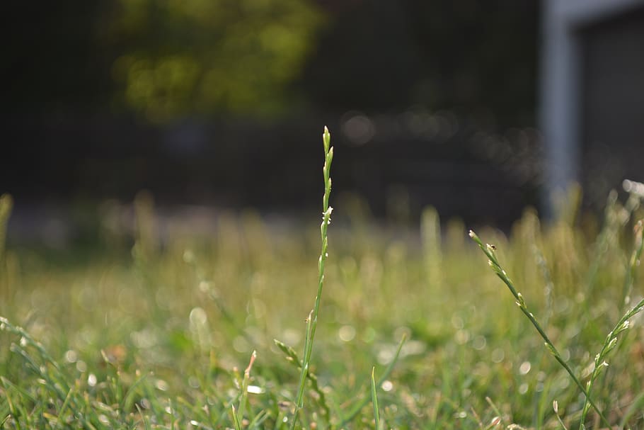 prat, herba, focus, macro, paisatge, estiu, verd, descans, sort, satisfacció, individualment, planta, creixement, enfocament selectiu, camp, color verd, terra, naturalesa, dia, bellesa a la natura, cap gent, tranquil·litat, primer pla, a l'aire lliure, frescor, centrar-se en primer pla, llum solar, fragilitat, nivell superficial, vulnerabilitat, fulla d'herba, rosada, 5K