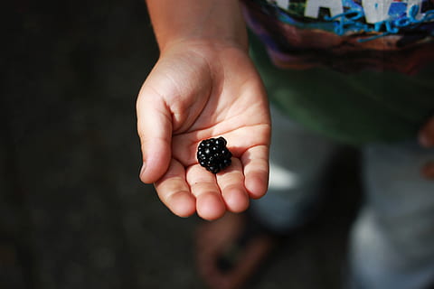 fructe de zmeură neagră, deget, persoană, uman, mână, accesorii, inel, Bijuterii, ceas de mână, boabă, macro, natură, lemn de esență tare, lemn, cui, alimente, fruct, zmeură, plantă, şirag de mărgele, umană, partea corpului uman, deținere, mure - fructe, boabe de fructe, o persoana, mancare si bautura, culoare neagră, mâncat sănătos, a închide, zi, să se concentreze asupra primelor elemente, copilărie, prospeţime, bunăstare, Fundal negru, mic, 5K, CC0, domeniu public, fără drepturi de autor